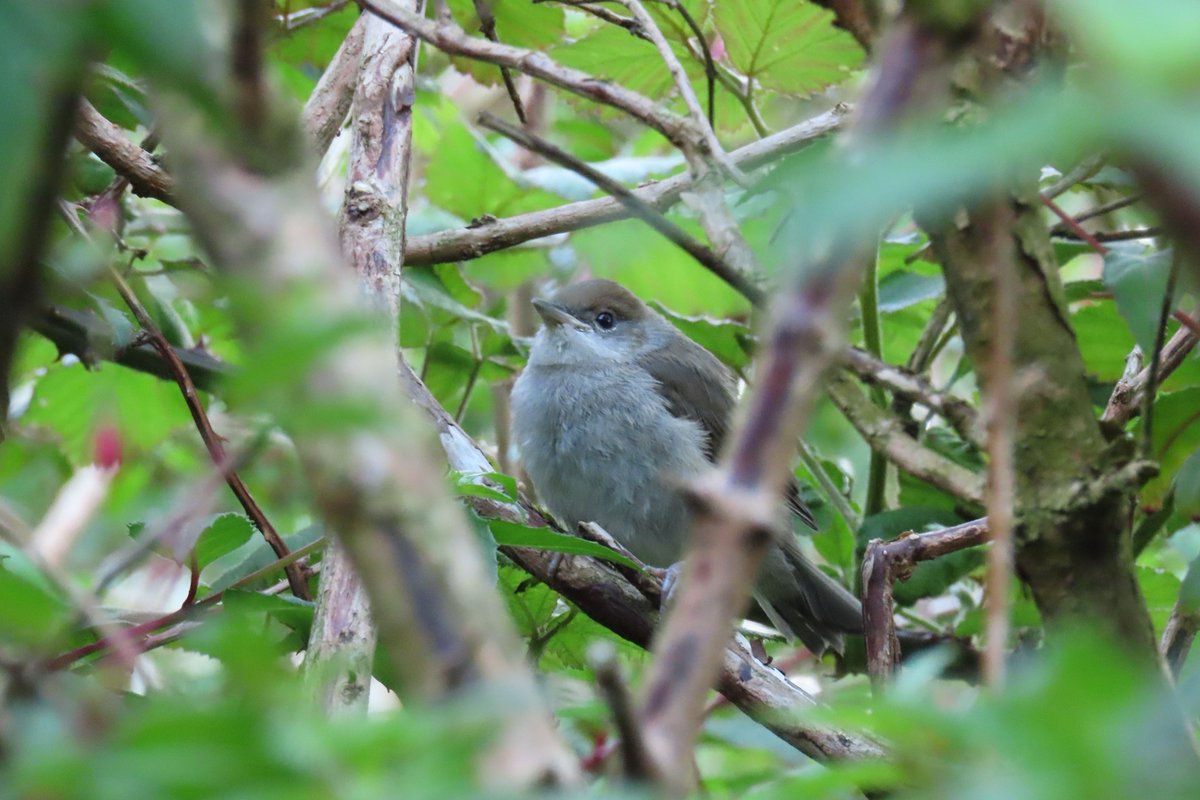 Rathlin Stickybeak tweet media