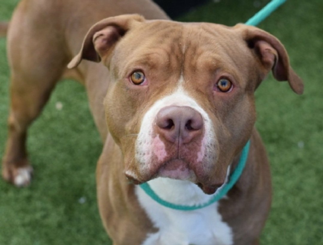 MyBoxerLuvMac1's tweet photo. 💔Ranch Dressin💔
#NYCACC #250790

Simply Unbelievable!
Adopted 2 days ago & found stray!
#NYCACC must do a better job of vetting #Adopters!😡
Happens WAY 2 often!
Seems trying hide their incompetence w/ new name!
Pls share 2 find him a valid
🏡.

DM @CathyPolicky 4 Adopter/Foster Info
Ty
