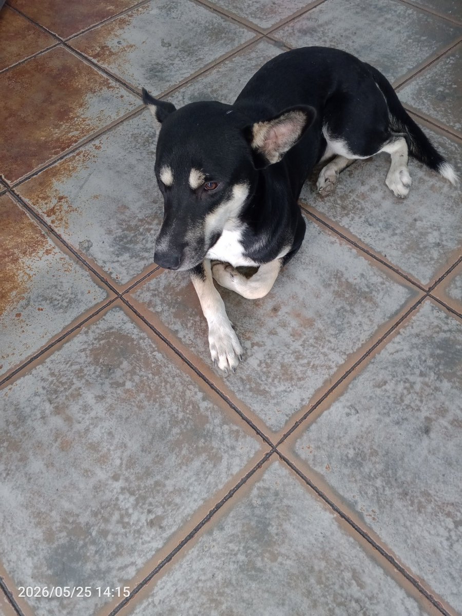 Carolin26055862's tweet photo. Perrito perdido o abandonado en la panadería de la esquina de la plaza en la Victoria. Si lo conoces o saben de alguien que lo busque avísenme. Si no está busque lo en la plaza https://t.co/h9USswoO3D