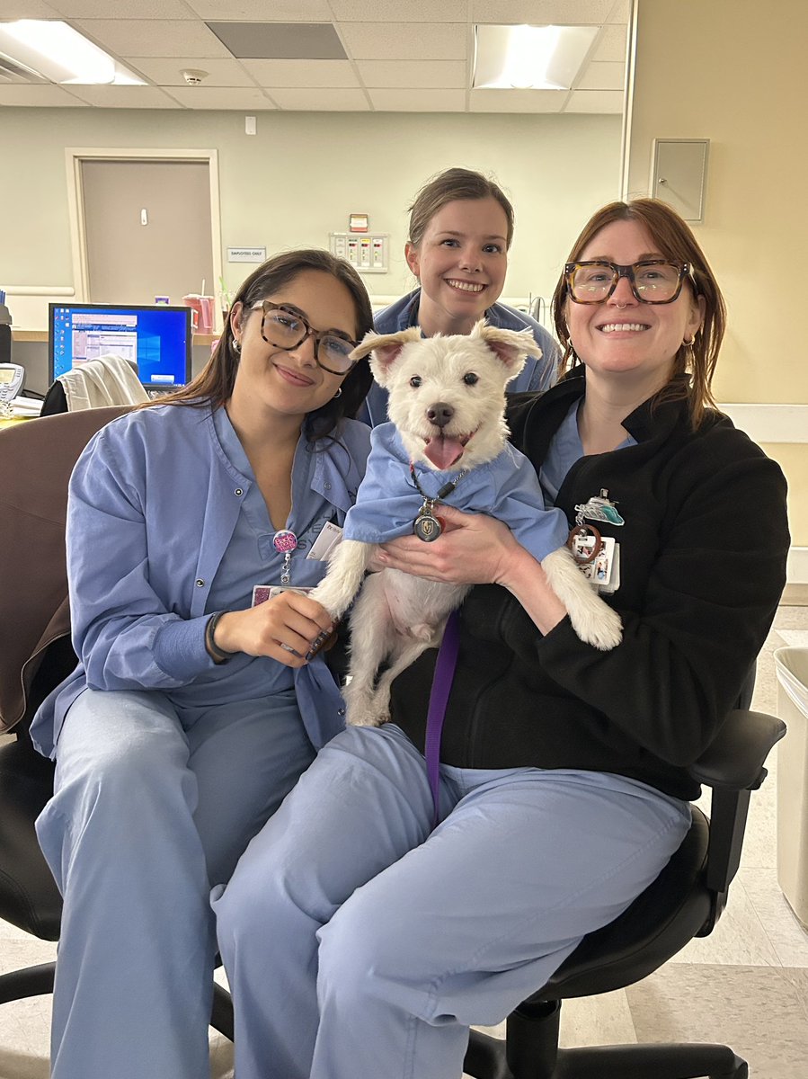 DekeHenriFurry's tweet photo. Today on my rounds at Summerlin Hospital I visited my friends in Labor and Delivery, then stopped by the Pediatric ER to see my friend Nurse Tori! 
Have a great week everyone!
~ Deke🐾
#TherapyDog
#PawYouNeedIsLove https://t.co/u247D0V0EY