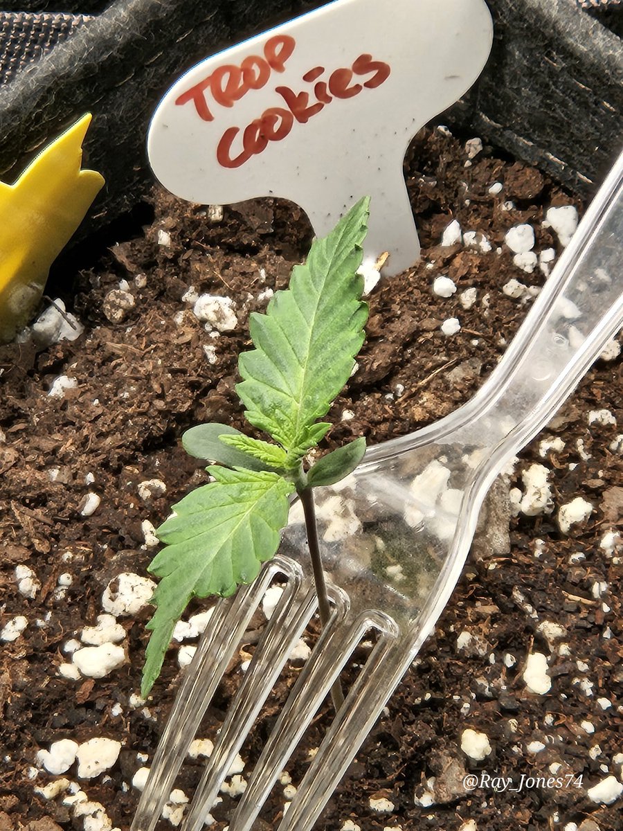 Ray_Jones74's tweet photo. And we're off to the next race! I'm also germinating Purple Lemonade, all 3 are Fast Flowering from @Fast_Buds. This will be my first run of photoperiod 🌱... Stay Blessed good people. 🙏 https://t.co/bA1E4B0Ekk