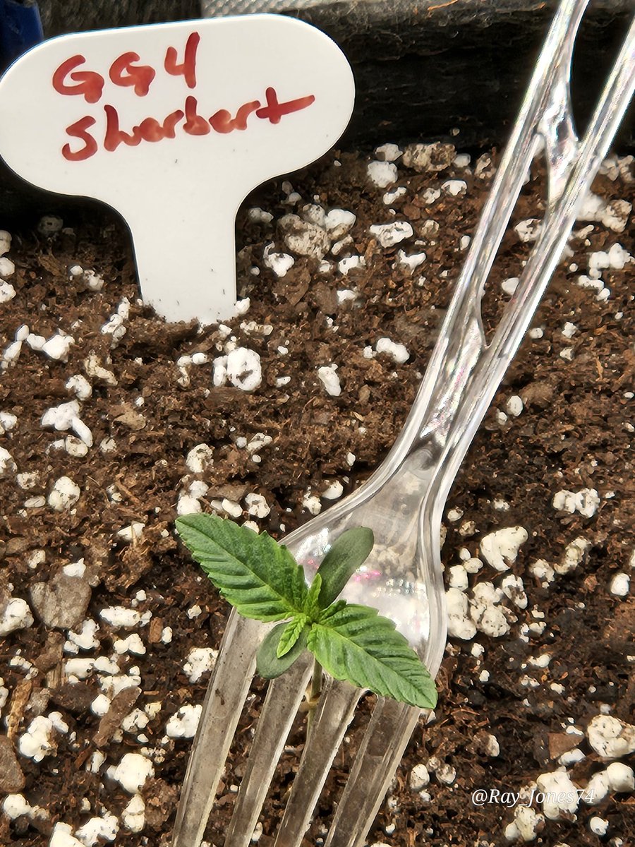 Ray_Jones74's tweet photo. And we're off to the next race! I'm also germinating Purple Lemonade, all 3 are Fast Flowering from @Fast_Buds. This will be my first run of photoperiod 🌱... Stay Blessed good people. 🙏 https://t.co/bA1E4B0Ekk