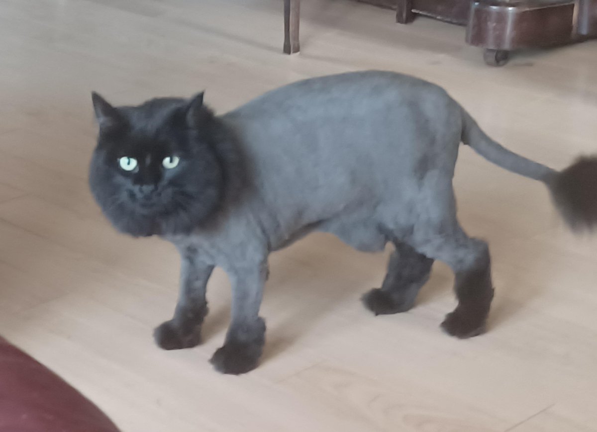 calrogman's tweet photo. @Nordickus You can shave him and you should. Consider the following: https://t.co/N3xHe6IbIF