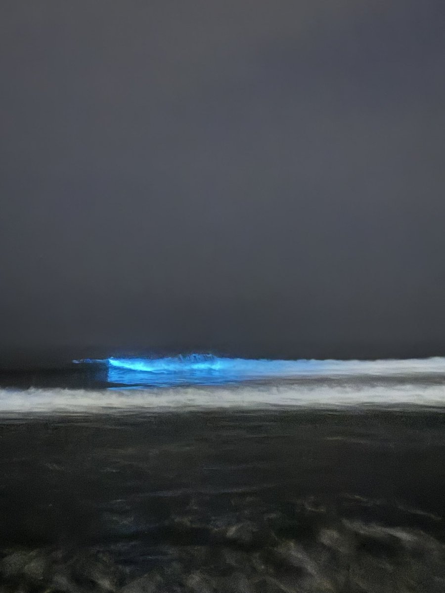 art_6d's tweet photo. 江ノ島の夜光虫綺麗だった。
海に輝くイルミネーションのような景色。 https://t.co/5neDBXE3CY