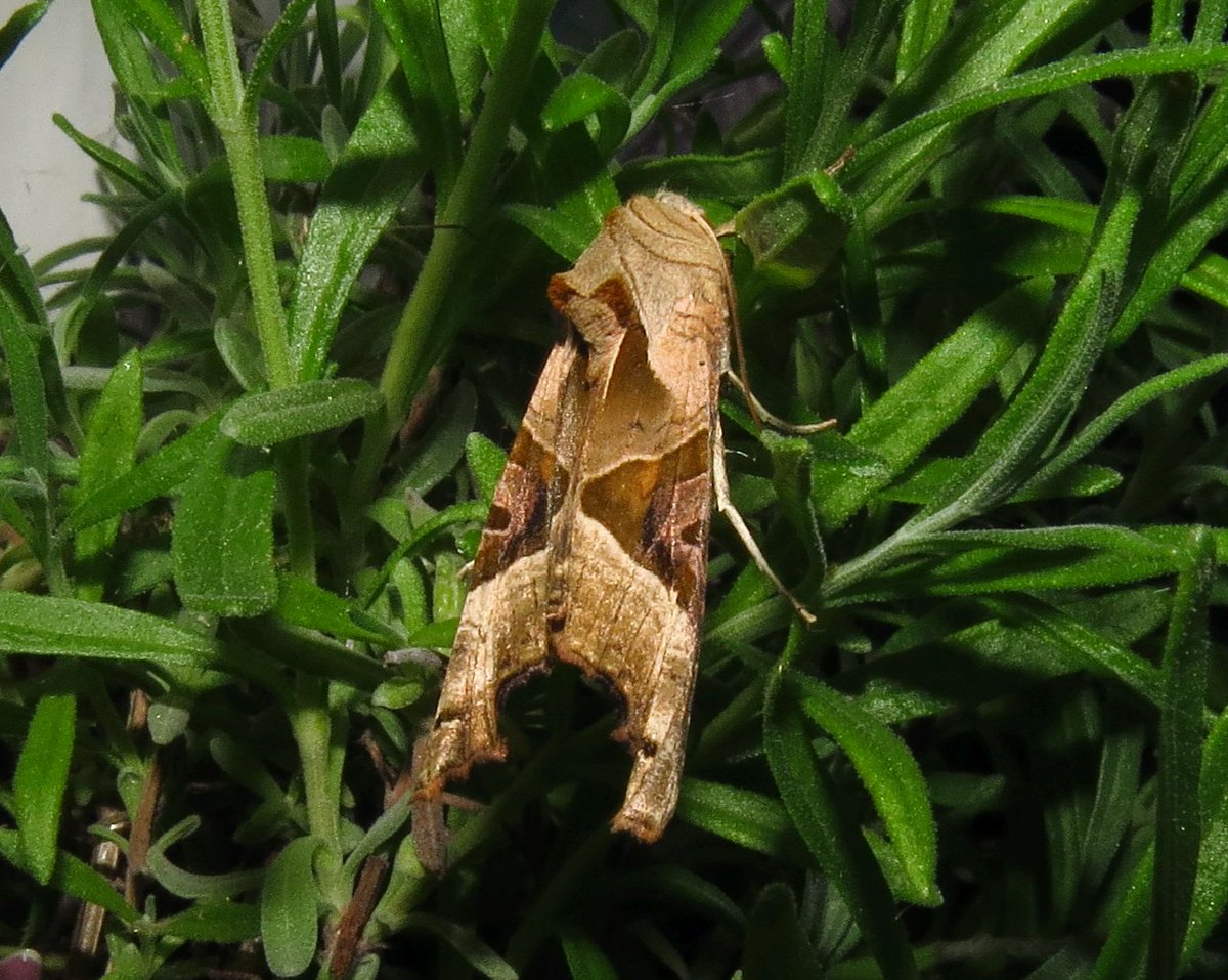 angegarrod's tweet photo. #springwatch from the last few nights

Small Rivulet
Angle Shades
Pale Tussock male
Green Carpet

#moths #mothsmatter #teammoth #insects #wildlife #leps https://t.co/9IWHdhzqOZ