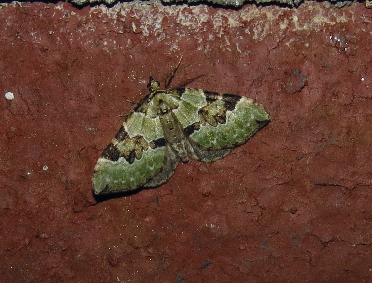 angegarrod's tweet photo. #springwatch from the last few nights

Small Rivulet
Angle Shades
Pale Tussock male
Green Carpet

#moths #mothsmatter #teammoth #insects #wildlife #leps https://t.co/9IWHdhzqOZ