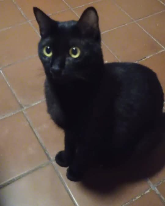 Fundación De Gatitos tweet media