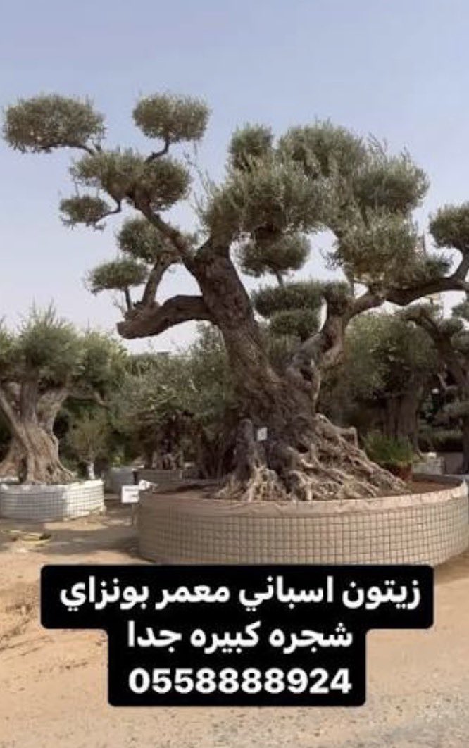 🇦🇪🎩 tweet media