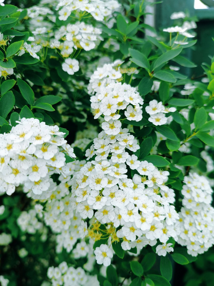 _luzaria's tweet photo. Matching flowers with anime girls until the garden becomes magical ✨
#AnimeGirl #Aesthetic #FantasyArt #WhiteFlowers #AIArt #MagicalGirl https://t.co/xmyRnFWH7u