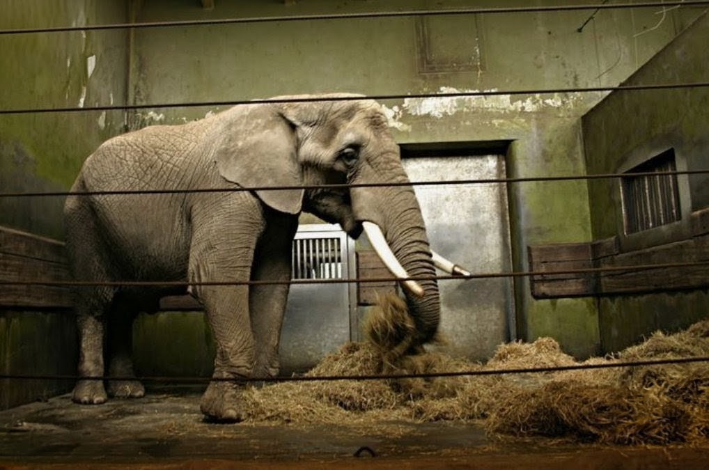 janischshane's tweet photo. Bars or glass,it’s still a prison. Captivity steals autonomy, social bonds, and natural lives. Tanks are no kinder than cages. Fight for sanctuaries, not spectacles. #AnimalsNotEntertainment https://t.co/eU0MNwXk2V
