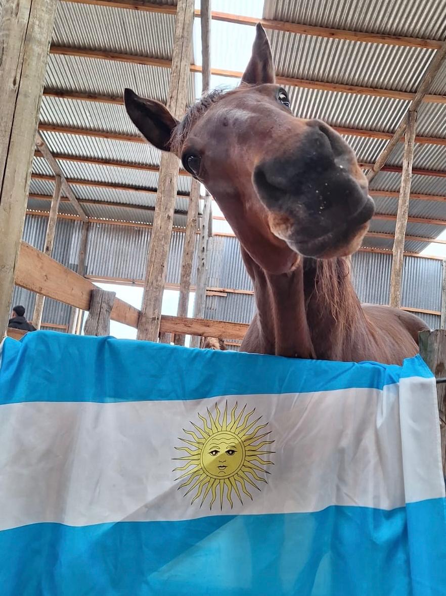 ACMACABALLOS's tweet photo. Parece que este señor hoy se quiso reivindicar en el Día de la Patria 😅

El sábado nos hizo RENEGAR bastante 🙈

Pero hoy decidió hacer las paces…

Y lo encontramos así: con la bandera argentina decorando su box 🇦🇷🐴
al cual ya le tomó cariño 

Ellos no entienden de mudanzas ni apuros, solo necesitan sentirse seguros.

Y cuando vuelven a confiar, entendés que todo valió la pena 💜

Feliz Día de la Patria 🇦🇷
De parte de Astérisk … hoy oficialmente patriota

🌀Su historia:
https://t.co/cloulScsJK

¿Nos ayudas?

Alias :
ACMA.GALPON