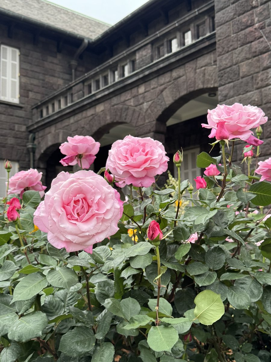 otanimuseum's tweet photo. #旧古河庭園  #バラフェスティバル では美しい #バラ が次々に開き今は #さつき の花も満開です。
当館では、６月８日（月）より #館内ガイドツアー （12時50分～1時間）を再開します。バラ園を臨む２階のお部��にもご案内します。ご予約受付は開催日の２週間前午前９時より。https://t.co/7Y4f2ID0XU https://t.co/hhqNOQkQJ2