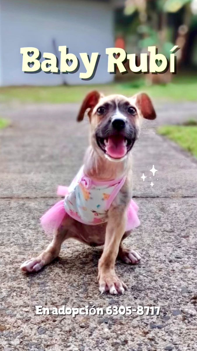 spaypanama's tweet photo. ¿Buscas un compañero fiel? Maki, Baby Rubí y Godoy te están esperando. Tres historias distintas, pero con un mismo sueño: encontrar un hogar para siempre. 🏡✨

​¿Interesado? Escribe al 6305-8717. 🐾👇 https://t.co/4aArRBfu36