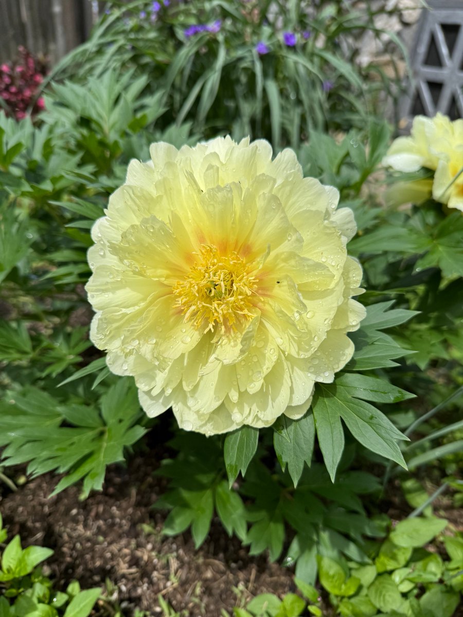 SMedia212's tweet photo. Peony blooming quickly https://t.co/ZAEL8pnTKg