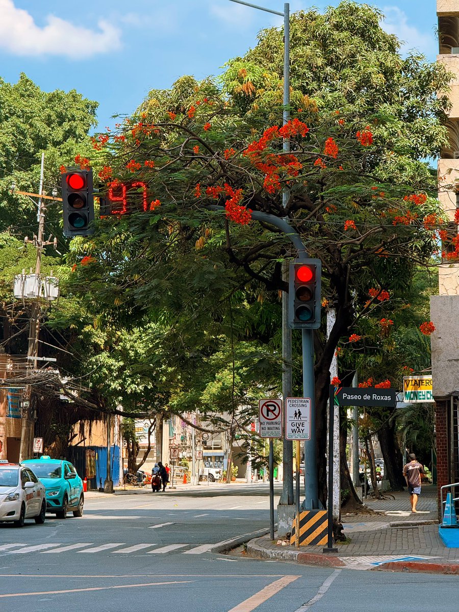 IamChinoa's tweet photo. Good to know that certain flowers and trees are culturally known to signal that the intense summer heat is about to give way to the rainy monsoon season. 

These seasonal markers paint the landscape and act as a natural calendar for PH https://t.co/X4seTIYFKg