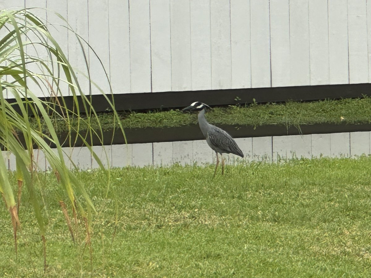 genesauce's tweet photo. @Dan_5DotOh I’ve got one of those cool herons in my backyard today. https://t.co/OiI2zezsxv