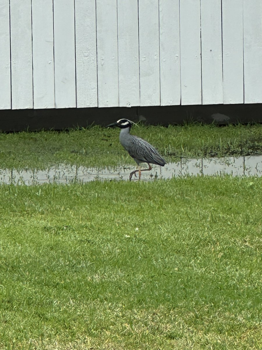genesauce's tweet photo. @Dan_5DotOh I’ve got one of those cool herons in my backyard today. https://t.co/OiI2zezsxv