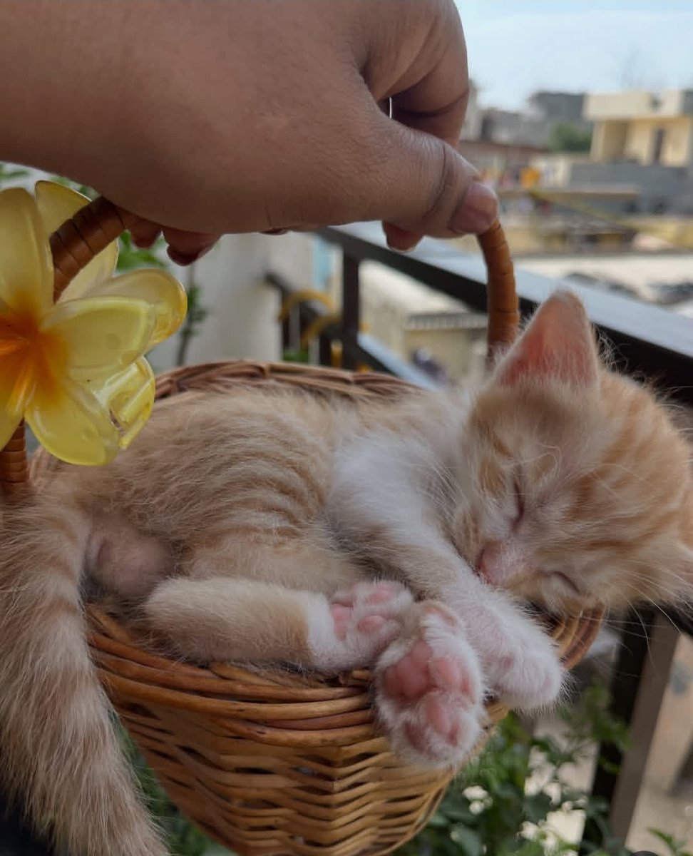 Cat 🐈 tweet media