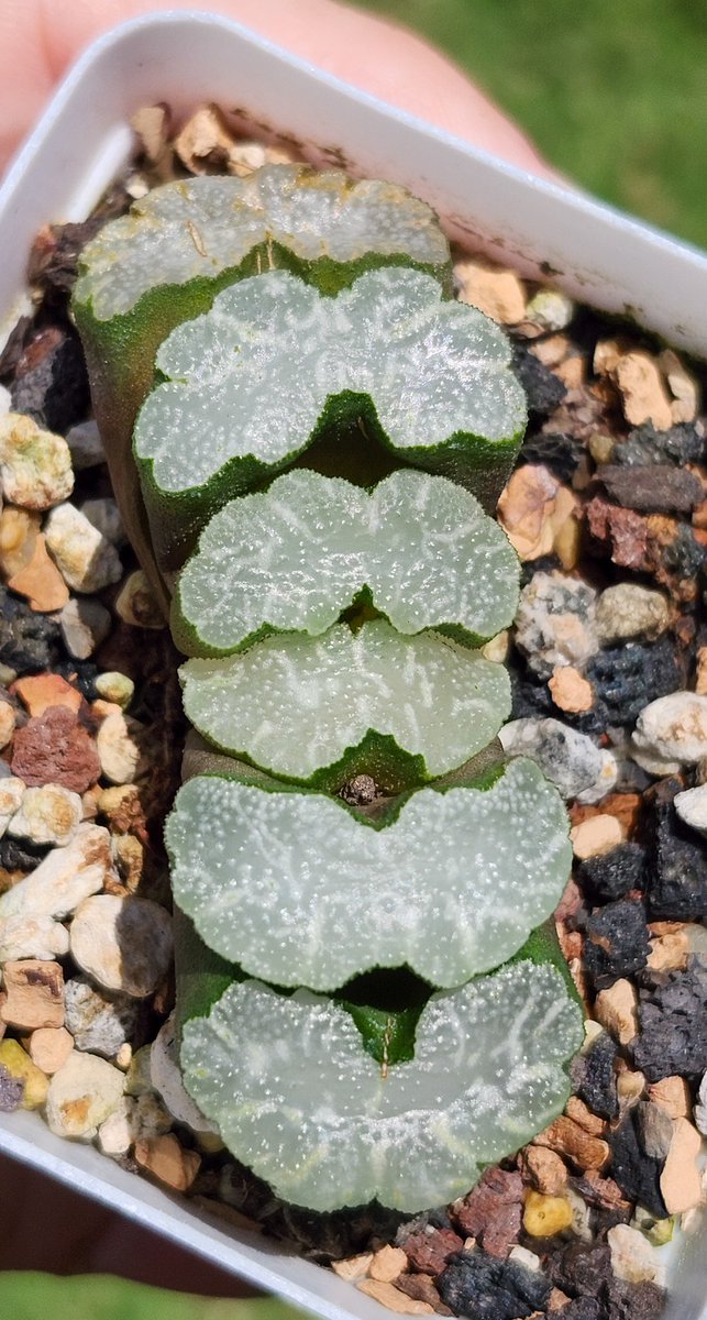 succincrazy's tweet photo. I don't have many Haworthias. I don't even label them, so I'm pretty clueless when it comes to my Haws https://t.co/3PDSXZbFtp