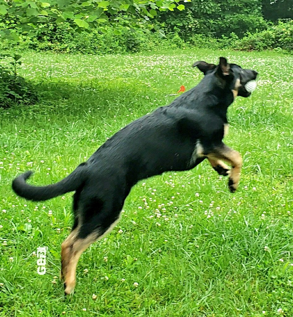 K9Garm tweet media