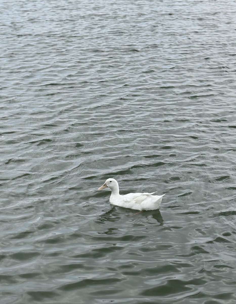 Sheydansh's tweet photo. 🦆 https://t.co/j0Xb3koicR