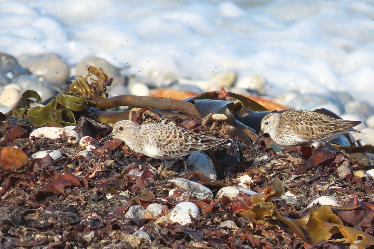 Rathlin Stickybeak tweet media