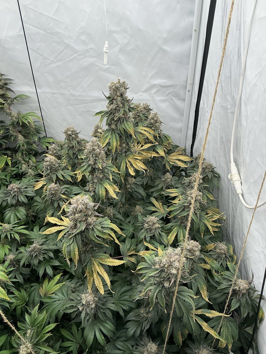 GinaButch's tweet photo. Hey CannFam! This might be our final post regarding the two Blue Gelato plants from Barney's Farm. They are taking up almost the entire tent. We'll start flushing on Wednesday, and we plan to harvest both of them a week later at the very latest! 🌱🌿🪴👩🏻‍🌾👌 https://t.co/vsGa7RG5eD