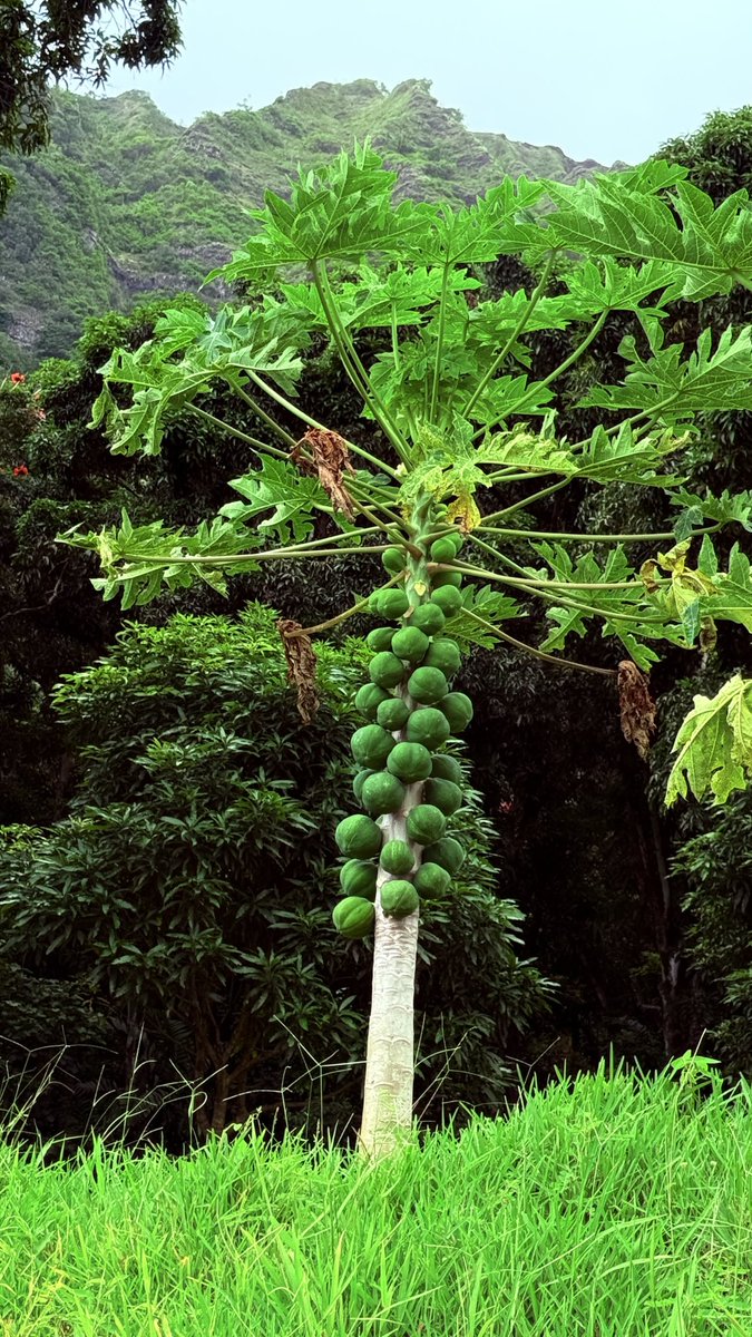 s_westerly's tweet photo. Papaya Tree Delight ~                  #Papaya #Tree #Fruit https://t.co/A01hWQhRnU