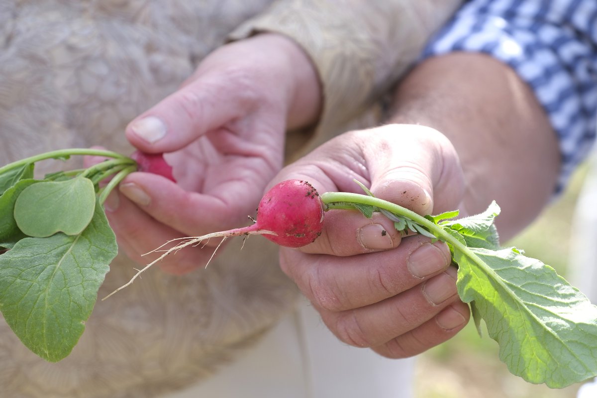 International Seed Federation tweet media