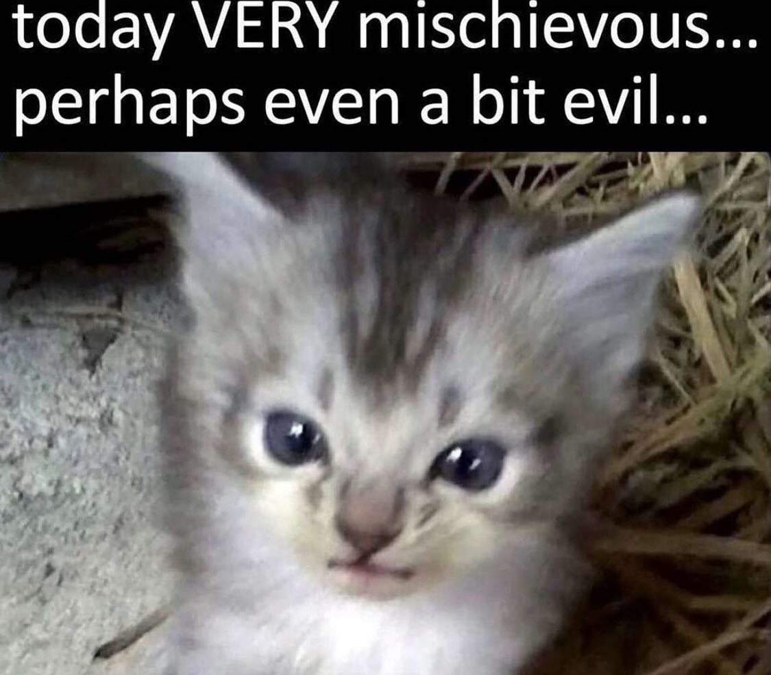 Punch Cat tweet media