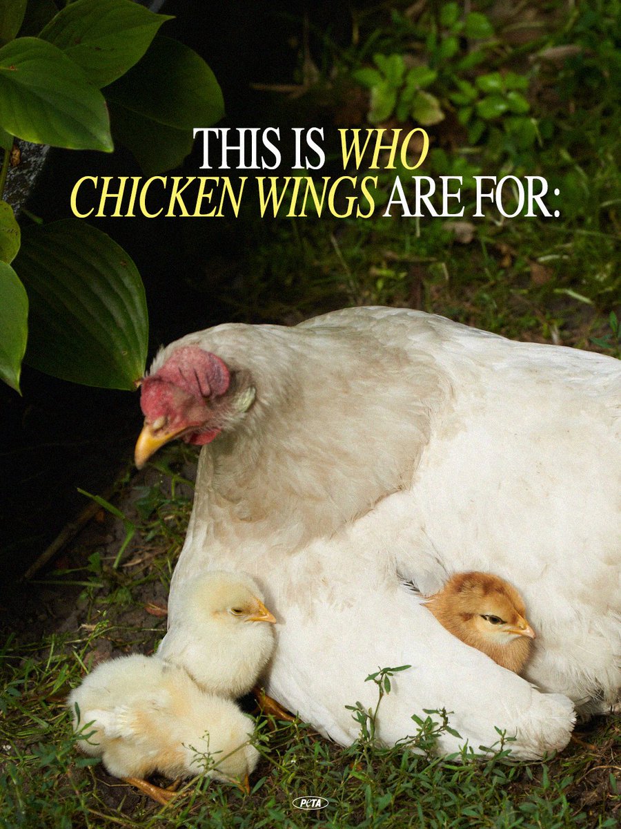 PETA tweet media