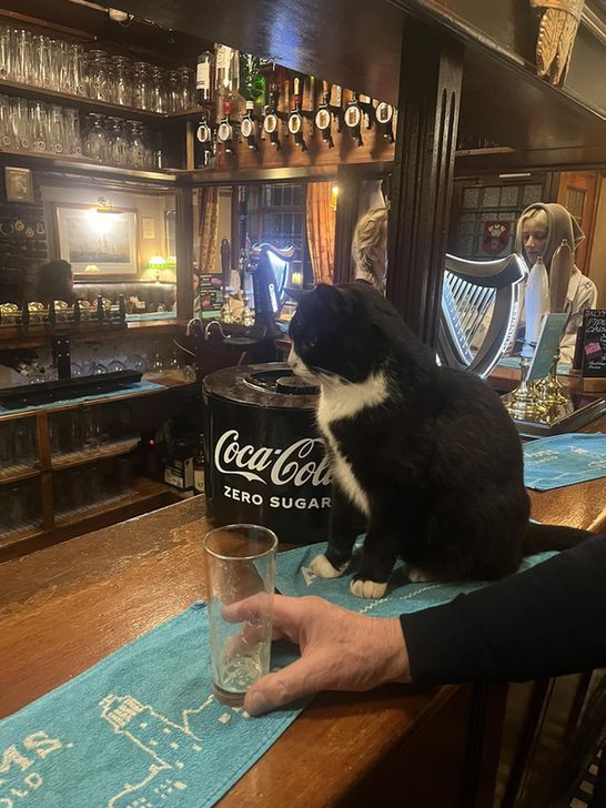 cats with jobs 🛠 tweet media