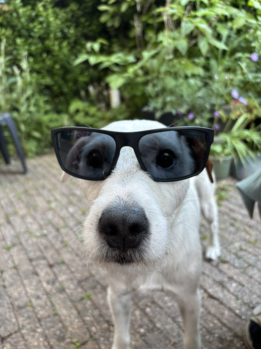Tib1985's tweet photo. Tibo is klaar voor de zomer ☀️ 

#GeenAI #Tibo https://t.co/kBbBuqcSax