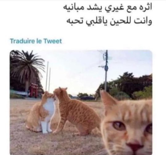 21 tweet media