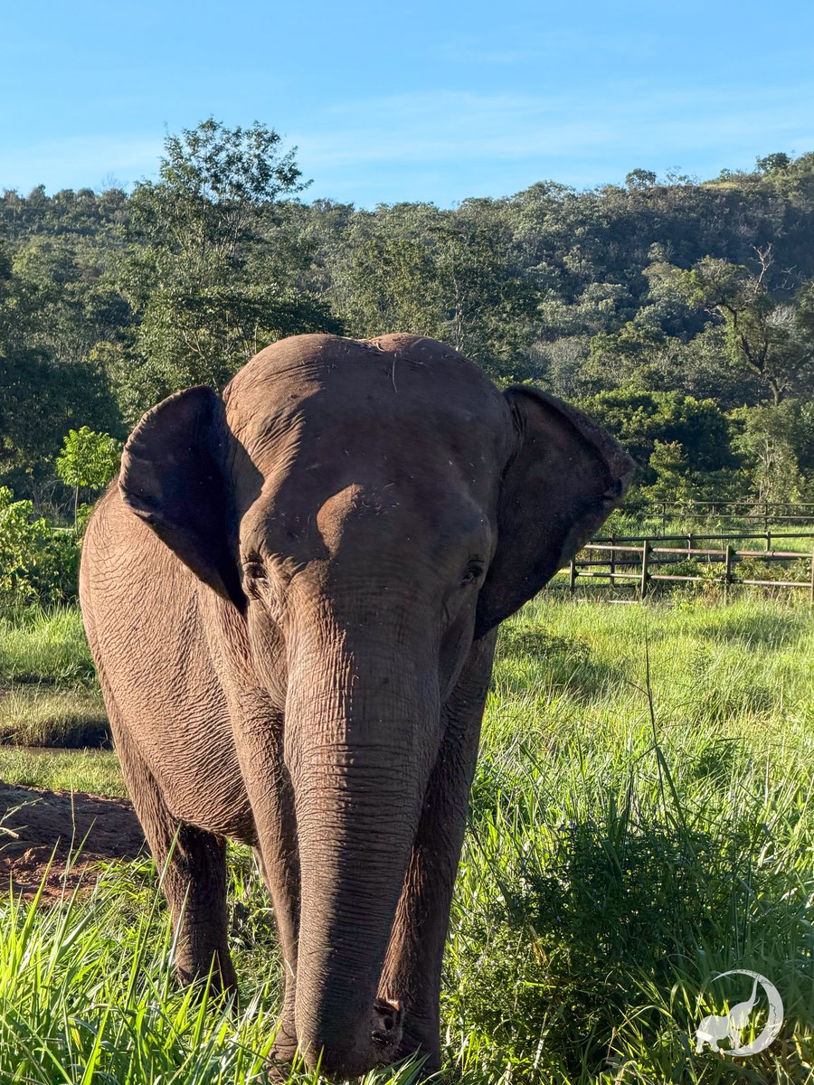 Global Sanctuary for Elephants tweet media