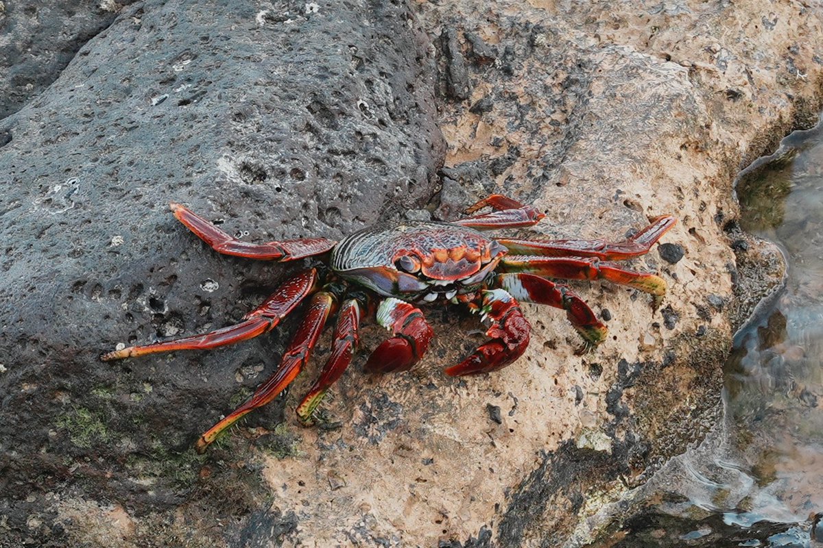 Mandelrot's tweet photo. Los animales más interesantes que he visto hoy en mi paseo junto al mar. https://t.co/9qF6ug9i92