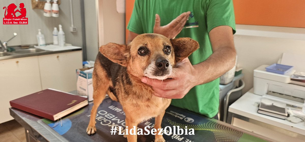 Lida sez. Olbia ODV tweet media
