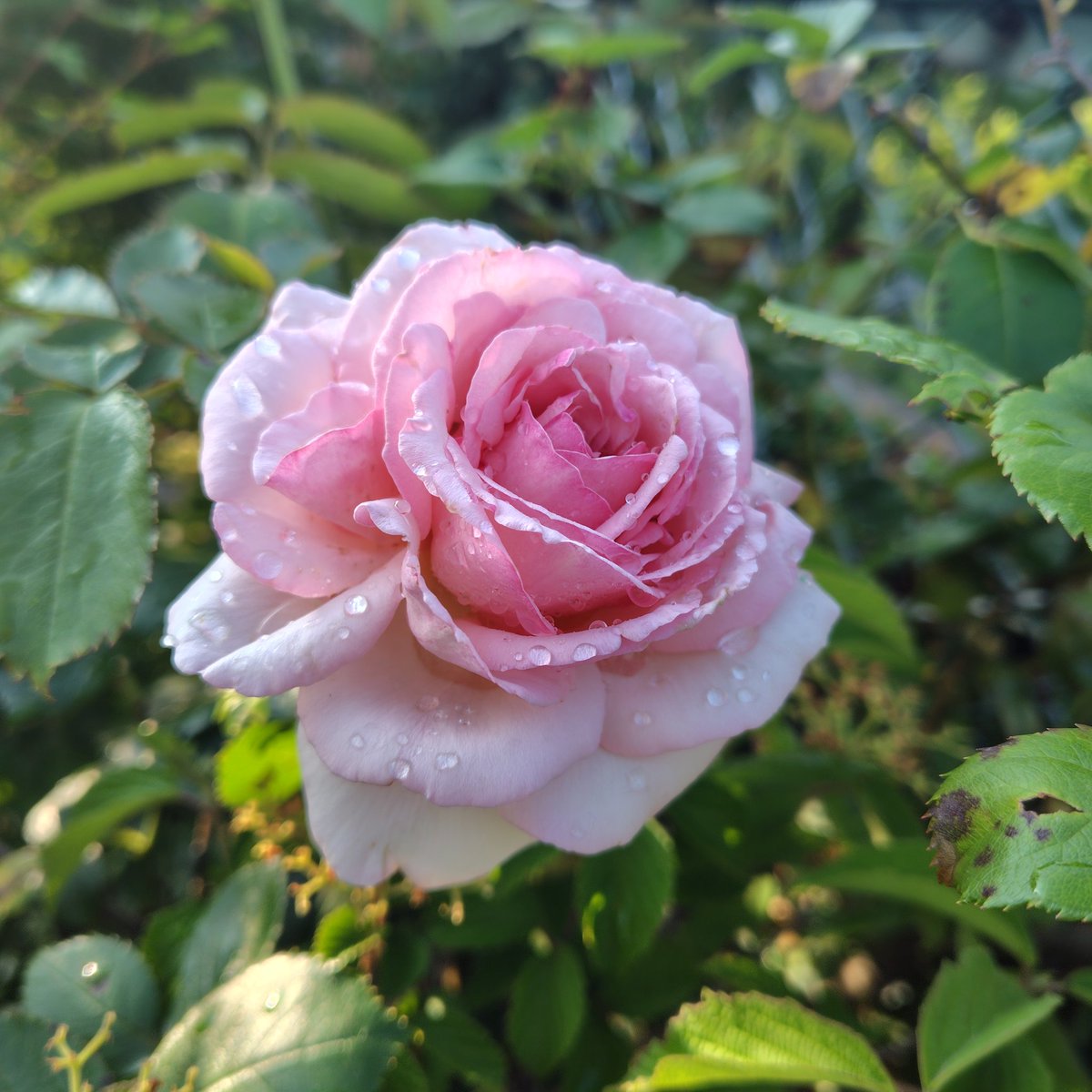 OrmWxt's tweet photo. おはようございます。 https://t.co/LlvkMJwZkH
