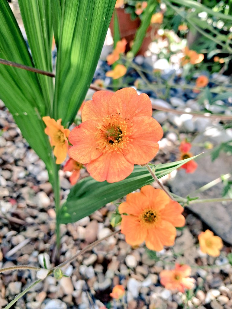 AdrianHarding99's tweet photo. Sometimes the best thing to do in a garden is absolutely nothing. Today was one of those days 😊
#GardensHour @GardensHour #Heatwave https://t.co/n9JtBPieX6