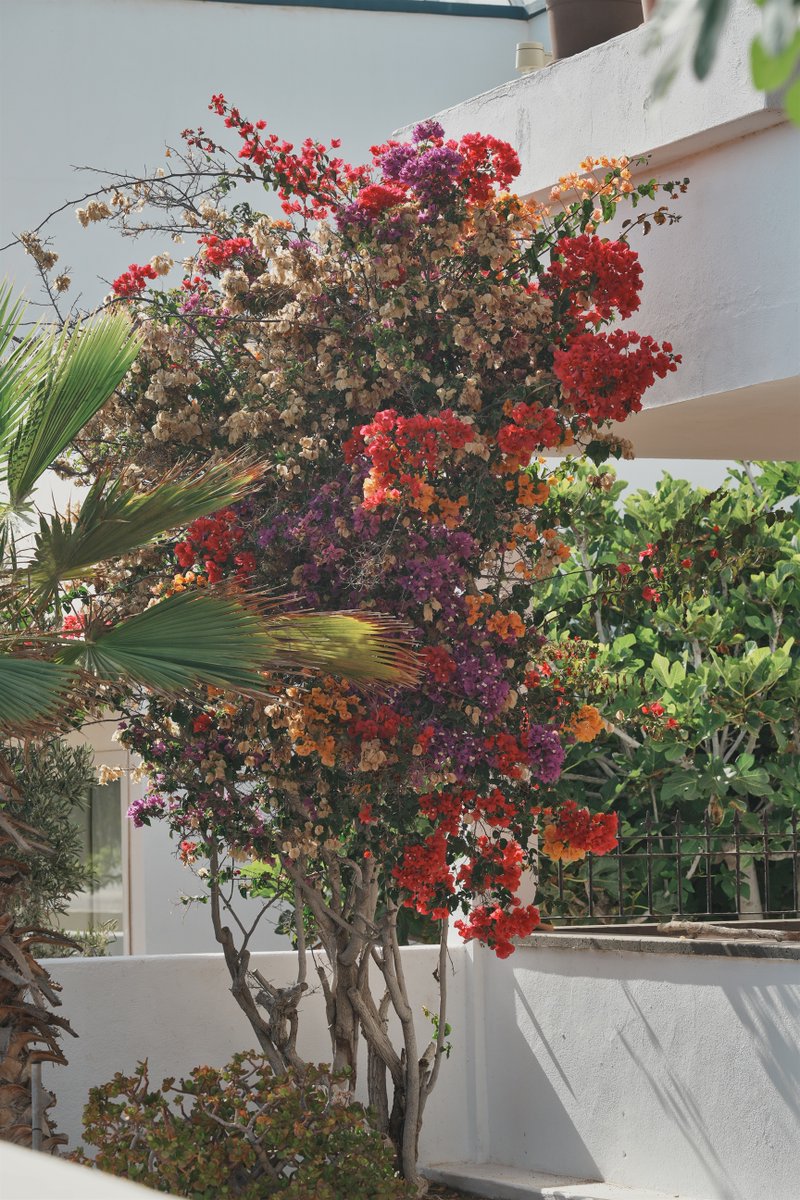 Mandelrot's tweet photo. Hoy la luz de la tarde contribuía a que los colores de las plantas, que ya eran llamativos, se vieran especialmente interesantes. https://t.co/vnuaHdi1pZ
