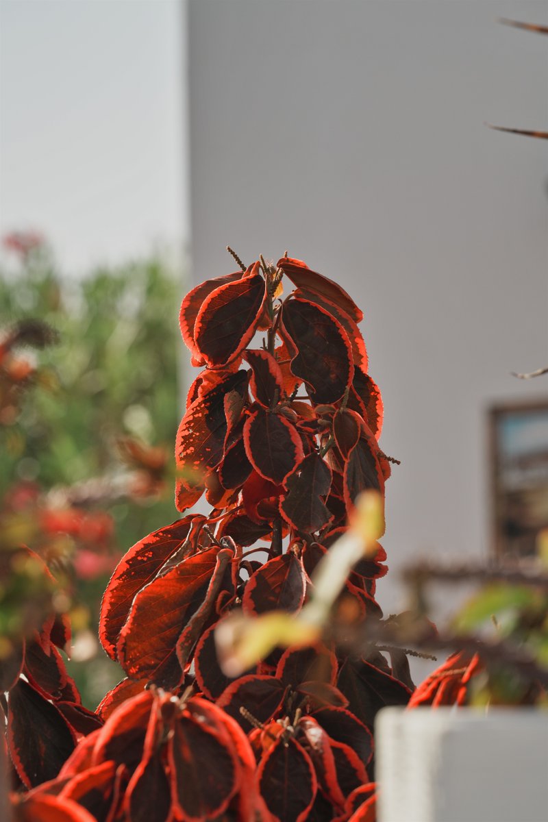 Mandelrot's tweet photo. Hoy la luz de la tarde contribuía a que los colores de las plantas, que ya eran llamativos, se vieran especialmente interesantes. https://t.co/vnuaHdi1pZ