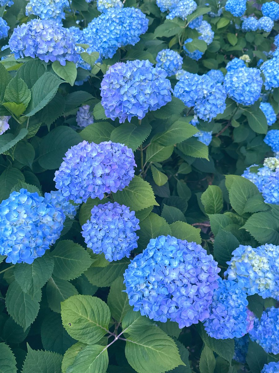 染井青蓮 tweet media
