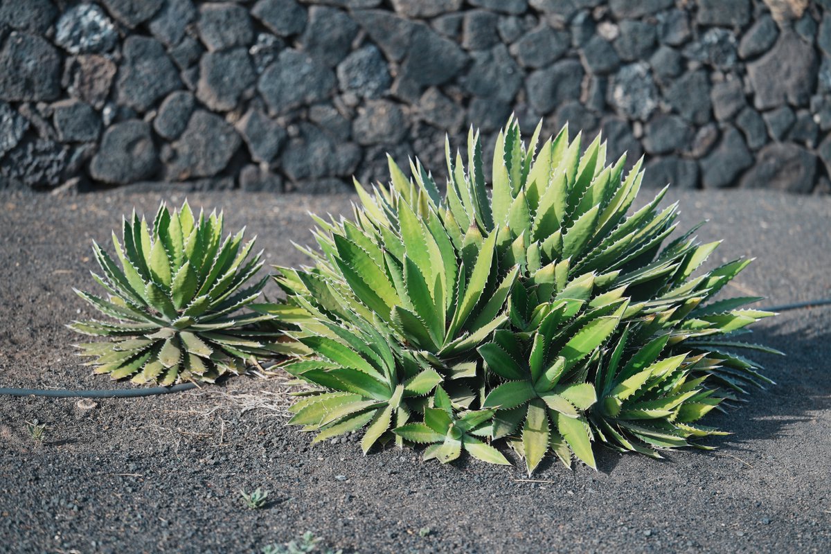 Mandelrot's tweet photo. Hoy la luz de la tarde contribuía a que los colores de las plantas, que ya eran llamativos, se vieran especialmente interesantes. https://t.co/vnuaHdi1pZ
