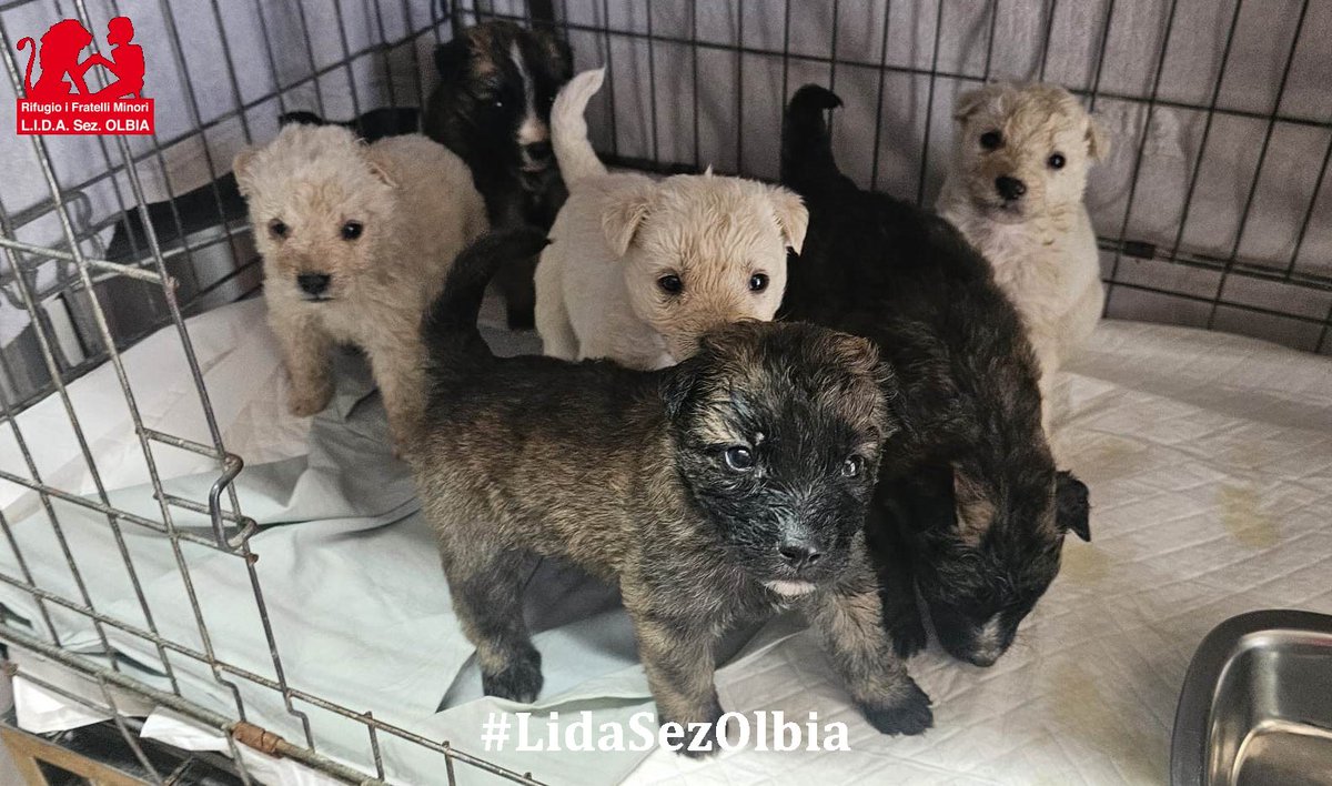 Lida sez. Olbia ODV tweet media