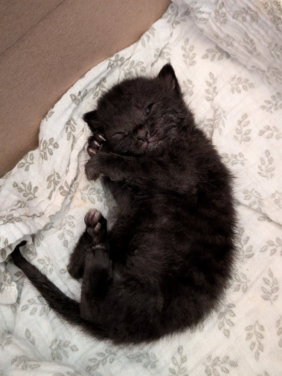 AdeniumEsper's tweet photo. @moonlitONI and I have been bottle feeding and raising this viscous creature for the last few weeks. Little boy Belmont is a menace. https://t.co/JklzbPmlkF