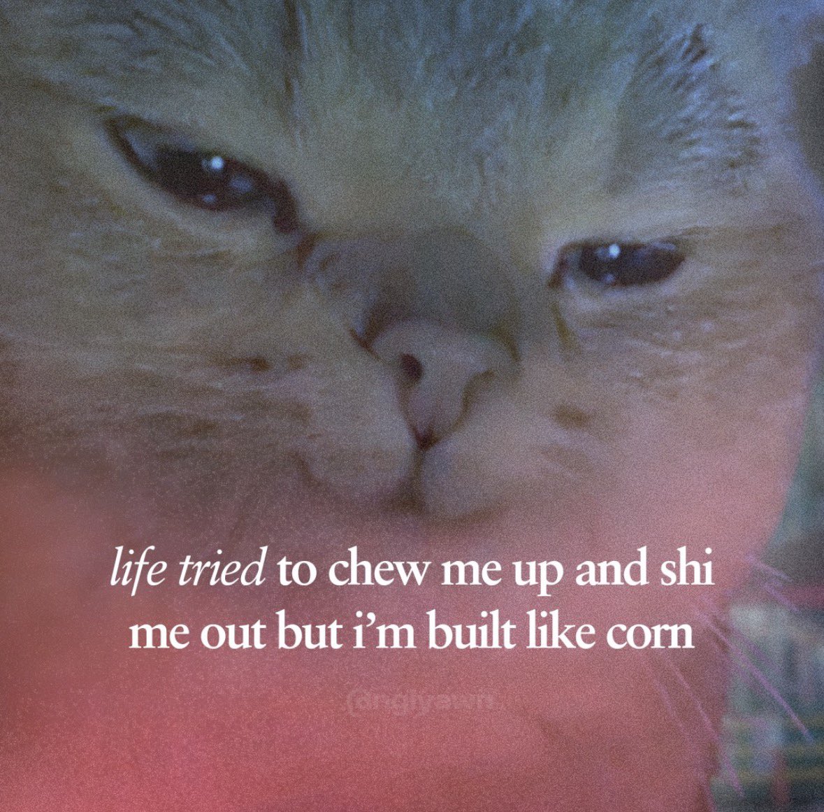 LiterallyMeCats tweet media
