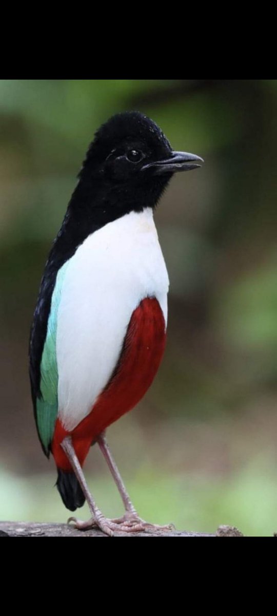 East Eastern tweet media