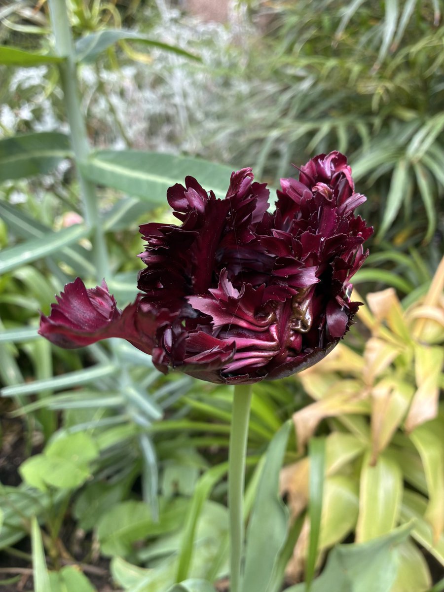 PygmyCreative's tweet photo. @GardensHour I think the word for May would be DRY! But highlights would be the tulips #GardensHour https://t.co/1vunOCP26k