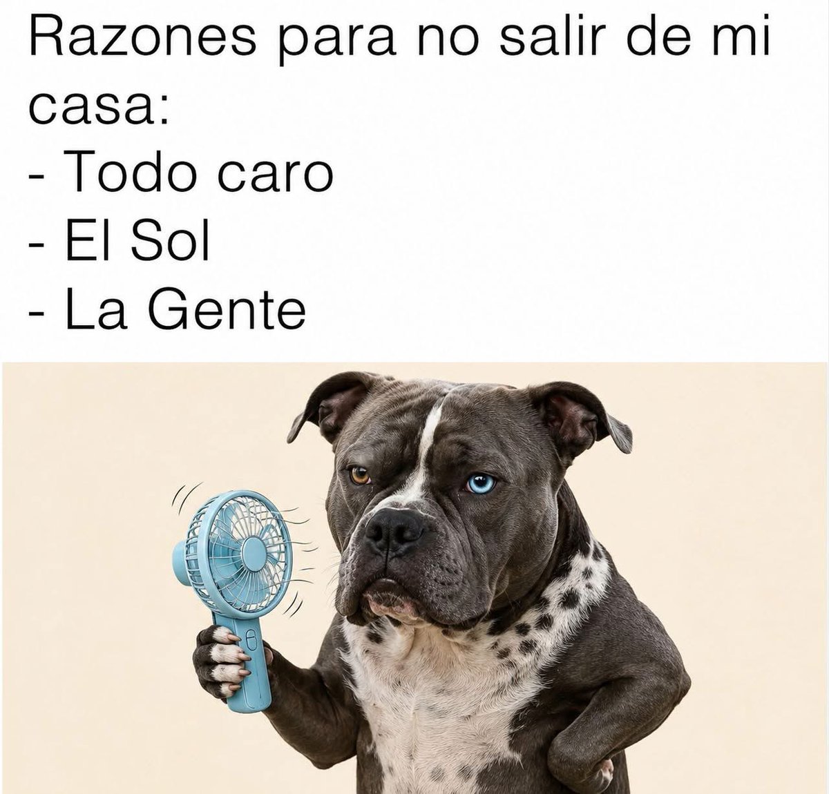 El Meme tweet media