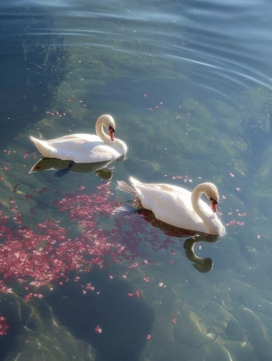 WildEarthjpeg's tweet photo. Swans 🦢 https://t.co/sPL70pKH7S